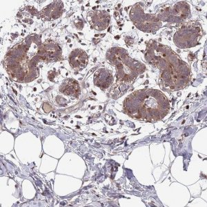 Anti-ABHD17C antibody produced in rabbit HPA048890-100UL
