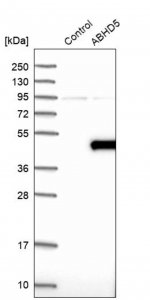 Anti-ABHD5 antibody produced in rabbit 