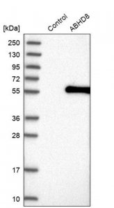 Anti-ABHD8 antibody produced in rabbit 