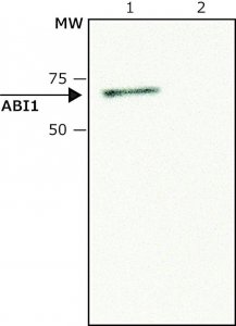Anti-ABI1 antibody produced in rabbit 