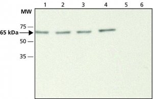 Anti-ABI1 antibody produced in rabbit 