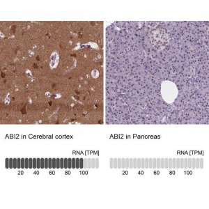 Anti-ABI2 antibody produced in rabbit 