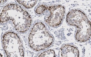 Anti-Ac--Tubulin (Lys40) Antibody, clone 1L10, ZooMAb Rabbit Monoclonal 