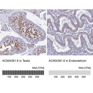 Anti-AC004381.6 antibody produced in rabbit 