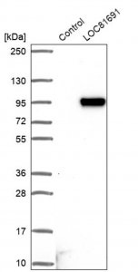 Anti-AC004381.6 antibody produced in rabbit 