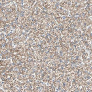 Anti-ACADL antibody produced in rabbit 