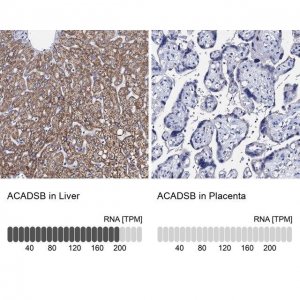Anti-ACADSB antibody produced in rabbit HPA041458-100UL
