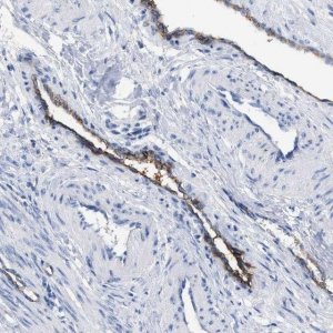 Anti-ACKR1 antibody produced in rabbit 