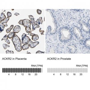 Anti-ACKR2 antibody produced in rabbit 