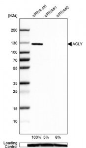 Anti-ACLY antibody produced in rabbit HPA022953-100UL