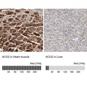 Anti-ACO2 antibody produced in rabbit 