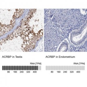 Anti-ACRBP antibody produced in rabbit HPA039081-100UL