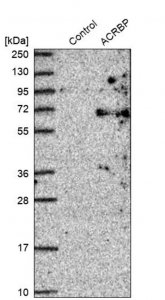 Anti-ACRBP antibody produced in rabbit HPA039081-100UL