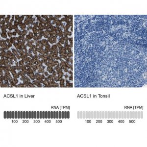 Anti-ACSL1 antibody produced in rabbit 