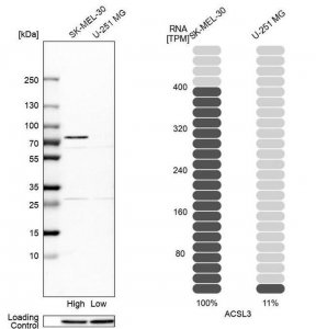 Anti-ACSL3 antibody produced in rabbit HPA011315-100UL