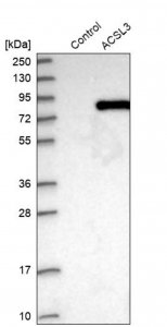 Anti-ACSL3 antibody produced in rabbit HPA011315-100UL