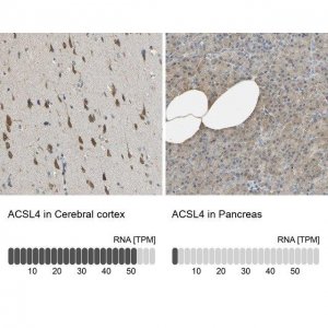 Anti-ACSL4 antibody produced in rabbit 