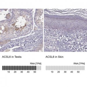Anti-ACSL6 antibody produced in rabbit 