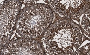 Anti-Actin Antibody, clone C4 ZooMAb Mouse Monoclonal 