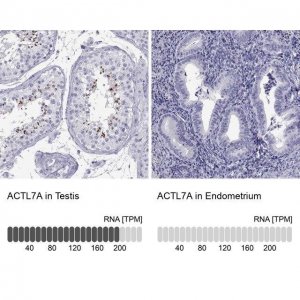 Anti-ACTL7A antibody produced in rabbit 