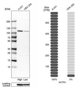 Anti-ACTN1 antibody produced in rabbit HPA006035-100UL