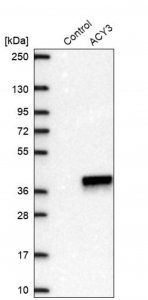 Anti-ACY3 antibody produced in rabbit 