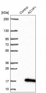 Anti-ACYP1 antibody produced in rabbit 