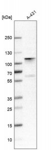 Anti-ADAM15 antibody produced in rabbit 