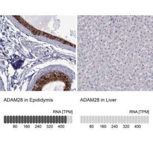 Anti-ADAM28 antibody produced in rabbit 