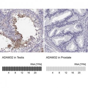 Anti-ADAM32 antibody produced in rabbit 