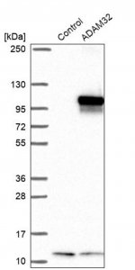 Anti-ADAM32 antibody produced in rabbit 