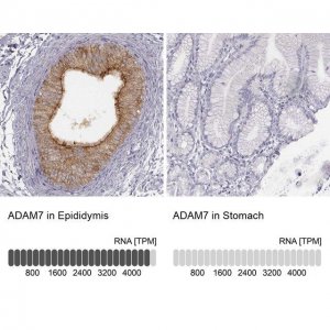Anti-ADAM7 antibody produced in rabbit 