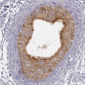 Anti-ADAM7 antibody produced in rabbit 