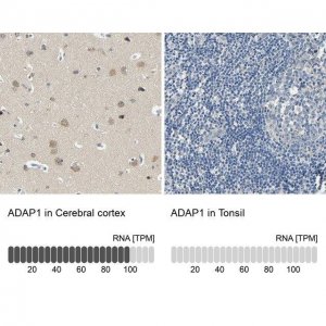 Anti-ADAP1 antibody produced in rabbit 