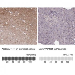 Anti-ADCYAP1R1 antibody produced in rabbit HPA049877-100UL