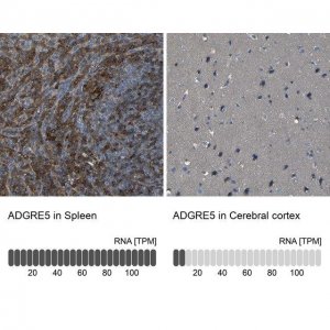 Anti-ADGRE5 antibody produced in rabbit 