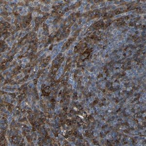 Anti-ADGRE5 antibody produced in rabbit 