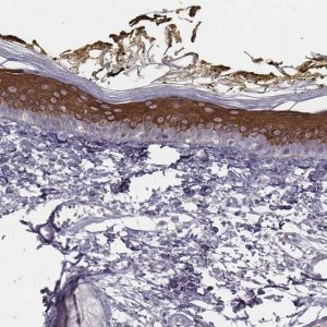 Anti-ADGRF4 antibody produced in rabbit 