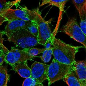 Anti-ADGRL2 antibody produced in rabbit 