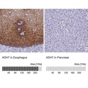 Anti-ADH7 antibody produced in rabbit 