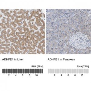 Anti-ADHFE1 antibody produced in rabbit 