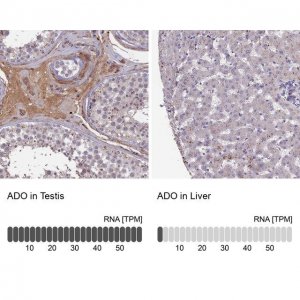Anti-ADO antibody produced in rabbit 
