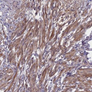 Anti-ADO antibody produced in rabbit 