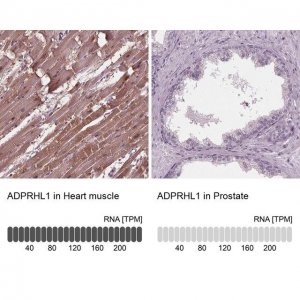 Anti-ADPRHL1 antibody produced in rabbit HPA066478-100UL