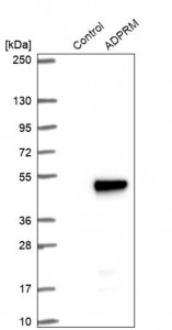 Anti-ADPRM antibody produced in rabbit 