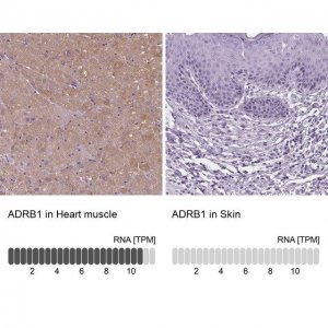 Anti-ADRB1 antibody produced in rabbit 