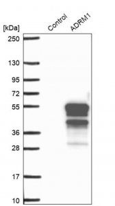 Anti-ADRM1 antibody produced in rabbit 