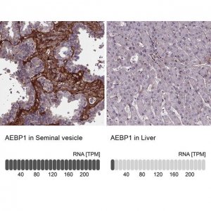 Anti-AEBP1 antibody produced in rabbit 
