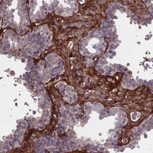 Anti-AEBP1 antibody produced in rabbit 