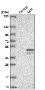 Anti-AEN antibody produced in rabbit HPA048599-100UL